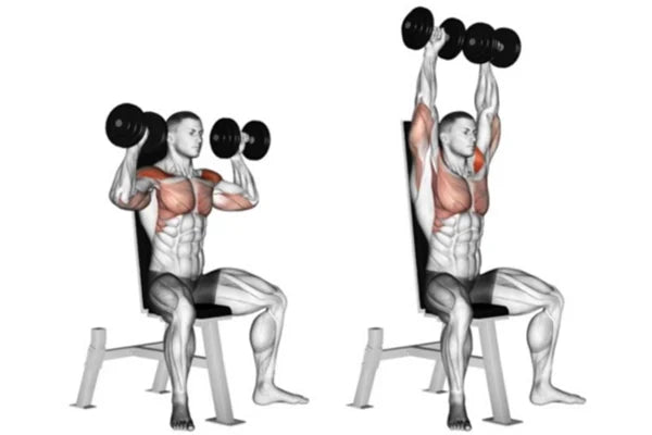 Exercices épaules avec haltères réglables Fitnesstorm : développé militaire pour deltoïdes et triceps.