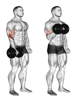 🦵 Mollets et avant-bras : comment les muscler efficacement à la maison