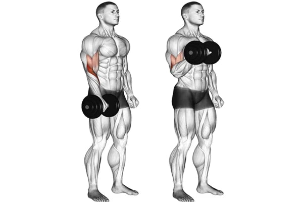 Démonstration du curl biceps en prise pronation, paumes vers le bas, sollicitant biceps et avant-bras. Variante efficace pour renforcer simultanément les deux zones musculaires en remplacement du curl classique.