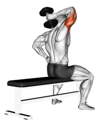 💪 Biceps et triceps : comment muscler efficacement les bras à la maison