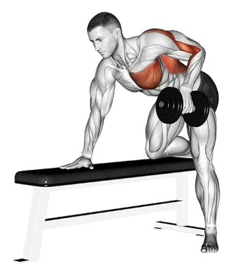 🦾 Comment muscler efficacement les dorsaux : exercices, conseils et erreurs à éviter