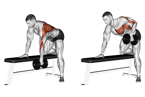 🦾 Comment muscler efficacement les dorsaux : exercices, conseils et erreurs à éviter